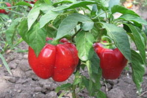Ruby pepper